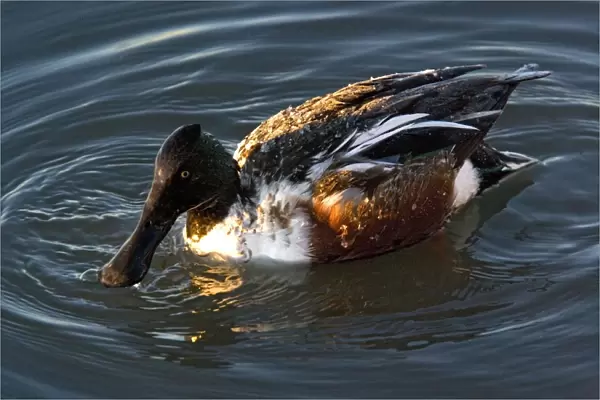 Northern Shoveler - male in midwinter. New Mexico, USA