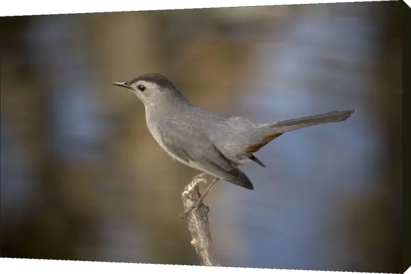 Gray catbird. Relative of mockingbirds