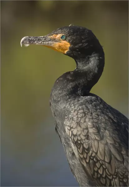 Double-breasted  /  Double-crested Cormorant. USA