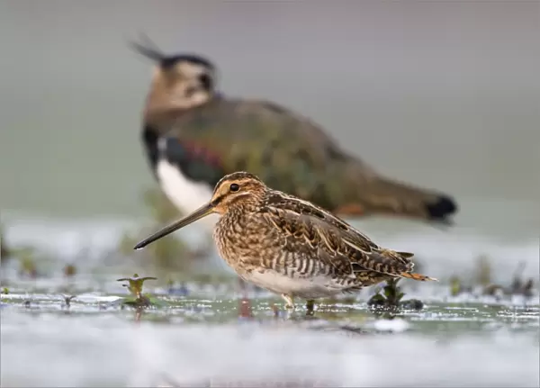 Common Snipe Water-level perspective of the bird roosting in the shallows of a freshwater pond. Cleveland. UK
