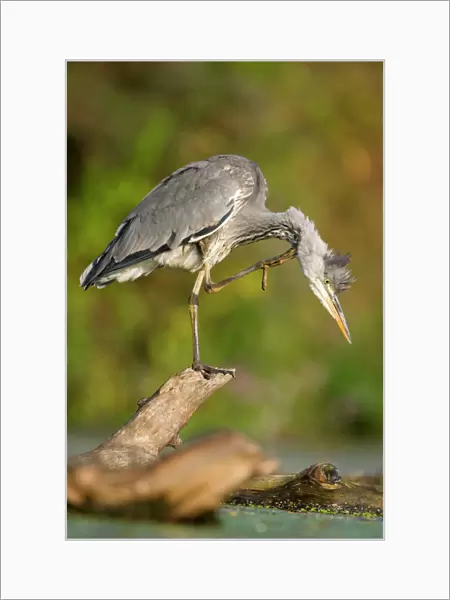 Grey Heron Immature bird perched on floating log, preening. Cleveland. UK