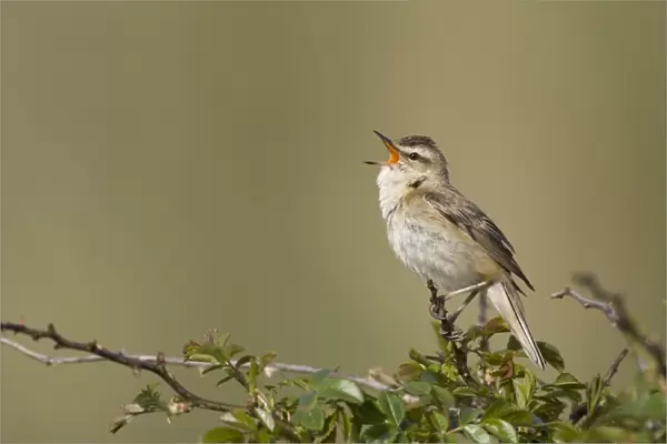 Sedge Warbler Singing from a typical vantage point atop a small bush Cleveland. UK
