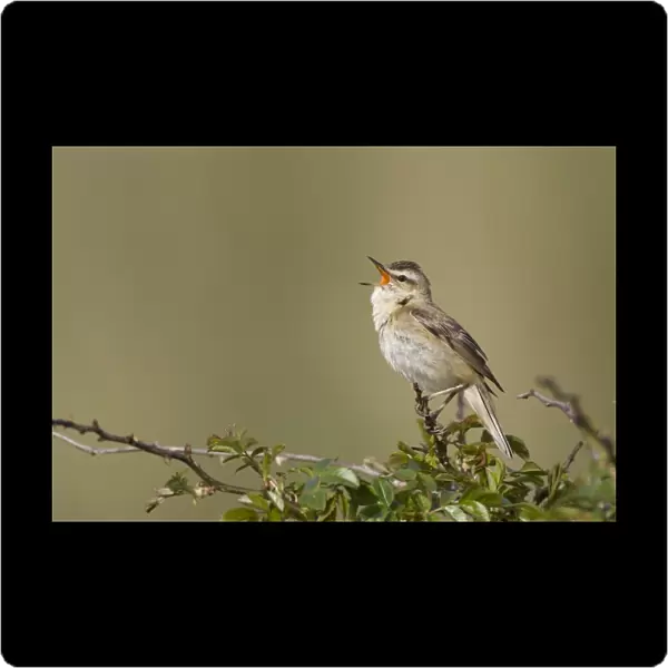 Sedge Warbler Singing from a typical vantage point atop a small bush Cleveland. UK