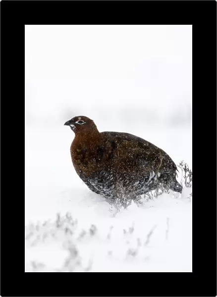 Red Grouse In snow storm. North Yorkshire. England, UK