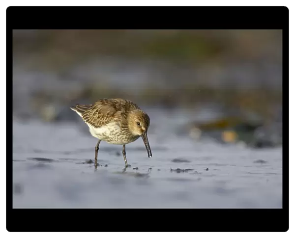 Dunlin Feeding at shoreline in winter. South Gare, Cleveland, UK