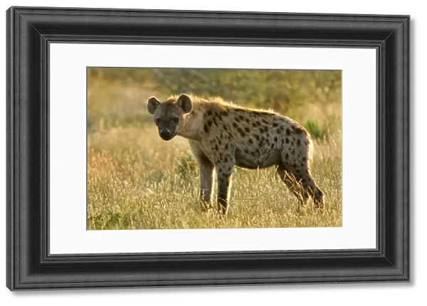 Spotted Hyena standing in grass savanna in backlight Etosha National Park, Namibia, Africa