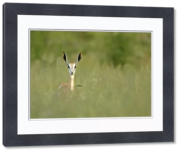 Springbuck front view of single individual standing in high grass Namibia, Africa