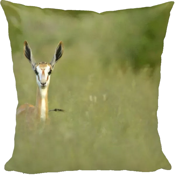 Springbuck front view of single individual standing in high grass Namibia, Africa