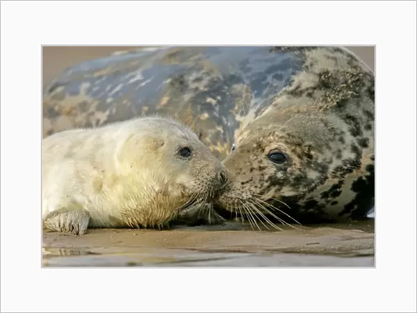 Grey Seal mother and newborn pup taking stock of each other Donna Nook, Lincolnshire Coast, England, UK