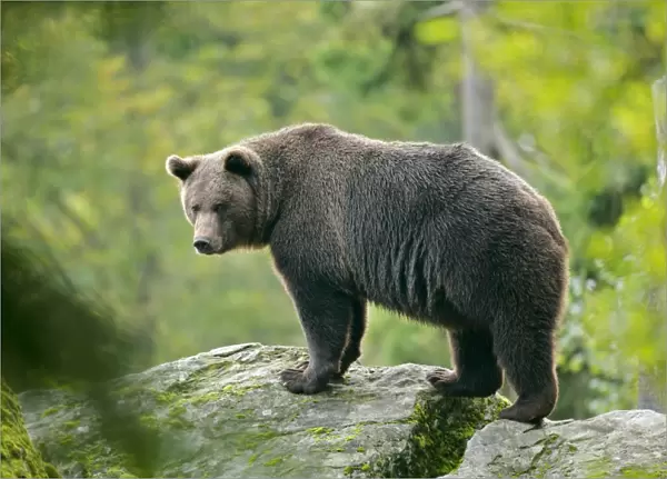 Brown Bear standing on rock in forest Bavaria, Germany