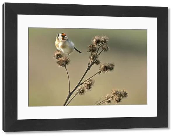 Goldfinch sitting on thistle feeding on thistle seed Beachy Head, Sussex Downs, England, UK