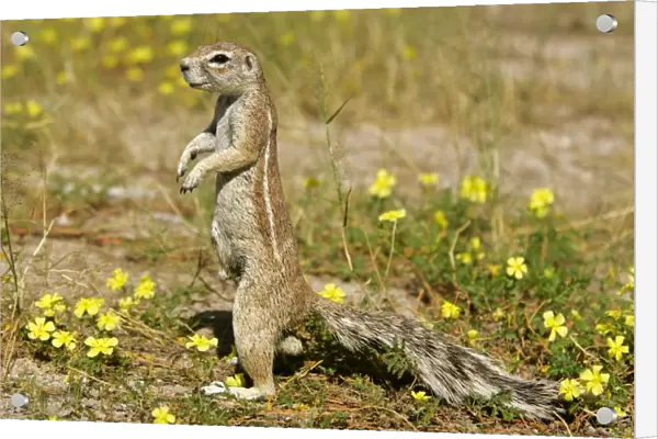 Cape Ground Squirrel standing watchful between yellow flowers on it's hind legs Etosha National Park, Namibia, Africa