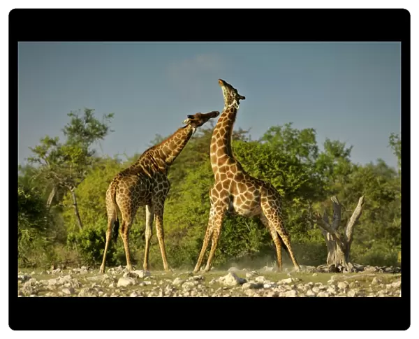 Giraffe two bulls fighting rotating their long necks Etosha National Park, Namibia, Africa