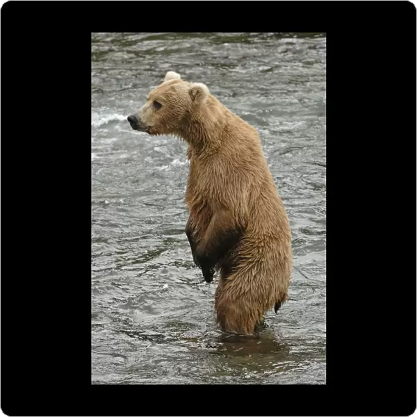 Grizzly Bear - Standing up in river