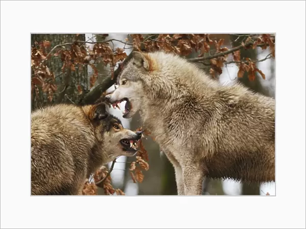 Wolf. SM-2189. Timber Wolf - intimidation (priority behaviour),