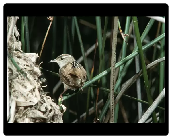 Long-billed Marsh Wren