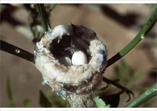 Costa's Hummingbird Nest & Eggs Yuma, Arizona, USA