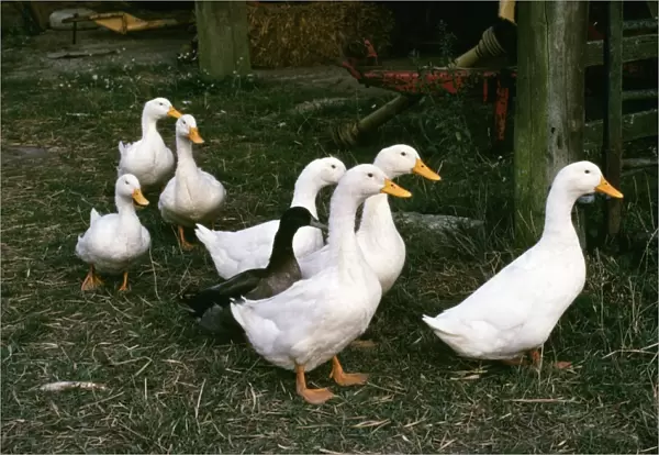Domectic Aylesburry Ducks - with stray mallard