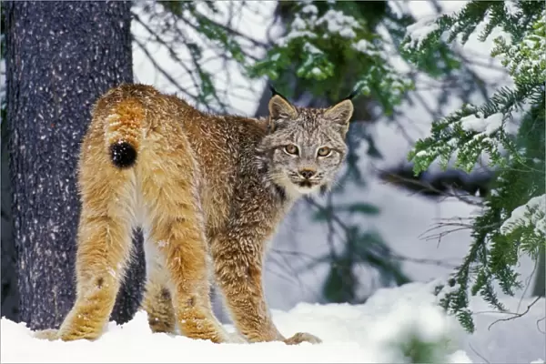 Canadian Lynx - in snow MR1320