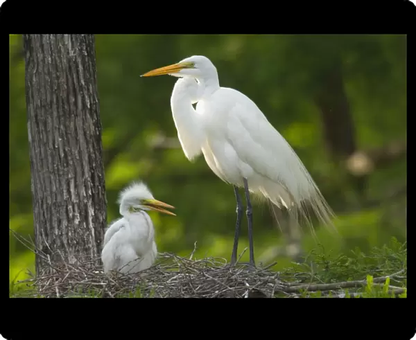 Great Egret  /  Common Egret - At nest feeding young. Louisiana. USA _TPL4447