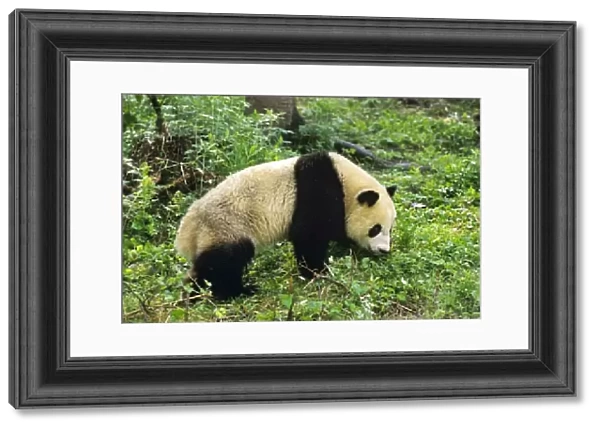 Giant Panda - Wolong Nature Reserve; Qionglai Mountains; Sichuan Province, China 4MA696