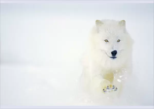 Arctic Wolf  /  Arctic Gray Wolf running in snow. MW2598