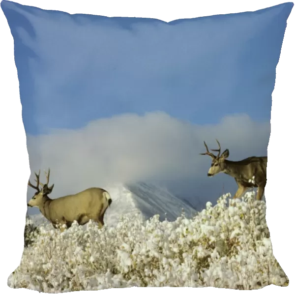 Mule Deer - bucks in Autumn. Snow is common in late September-October. Northern Rockies. MD446