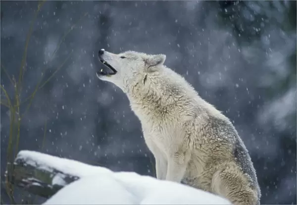 Grey Wolf  /  Timber Wolf - howling. Western U. S