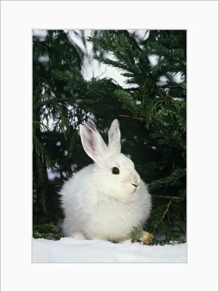 Snowshoe or varying Hare - winter MH232