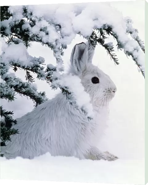 Snowshoe or Varying Hare - winter MH107