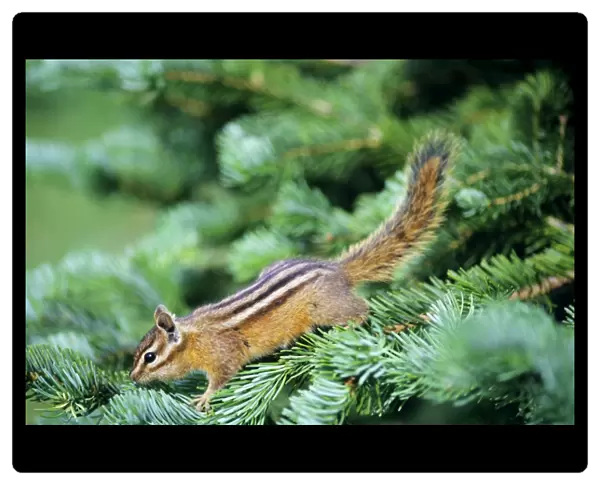 Yellow-pine Chipmunk - on subalpine fir branch. Pacific Northwest, USA. MI332