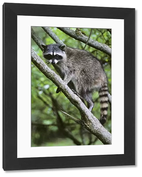 Raccoon Olympic National Park, Washington, USA. MU119