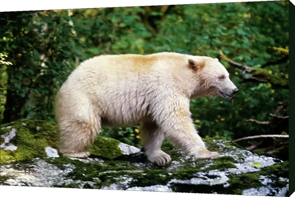 Kermode Black Bear - Princess Royal Island, British Columbia. Sept. MA1991
