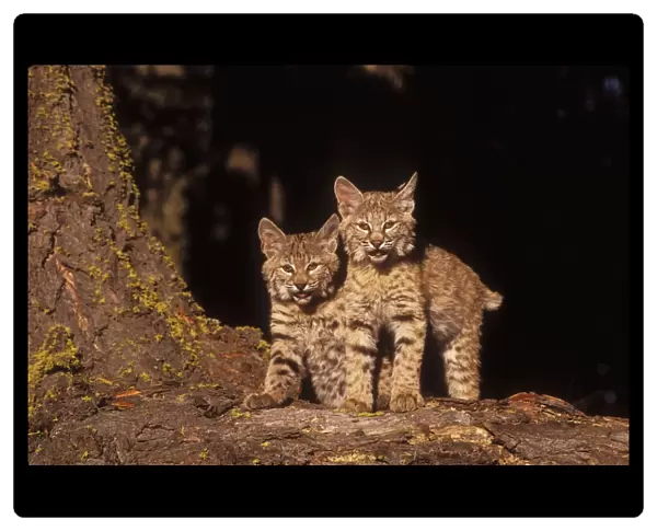 Bobcat Kittens