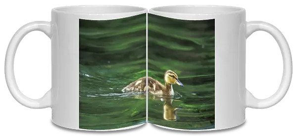 Mallard duck - duckling bd519