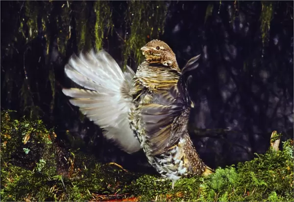 Male Ruffed Grouse drumming, mating, territorial display beneath moss draped limbs. Olympic National Park, Washington Pacific Northwest. April. BG244