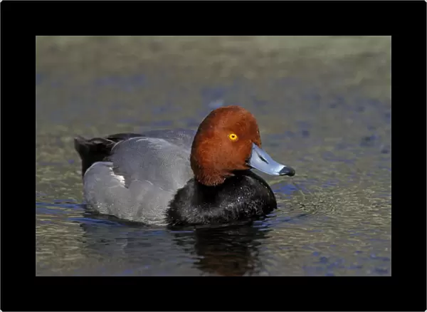 Redhead duck - Male California, USA bd731