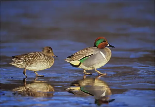 Green-winged Teal - pair British Columbia, Pacific Northwest, winter. bd714