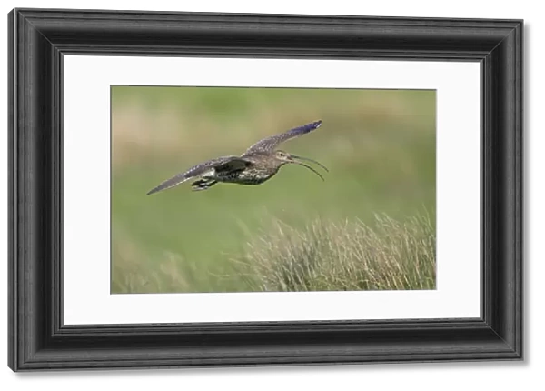 Curlew - calling in flight over moorland breeding territory