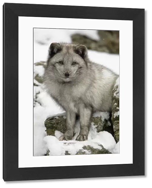 Arctic Fox - In winter with winter coat
