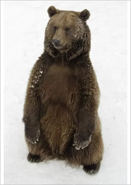 European Brown Bear - Male standing in snow