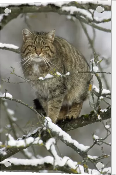 Wild Cat - Sitting in tree. Winter