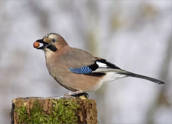Jay - On post, with food in beak