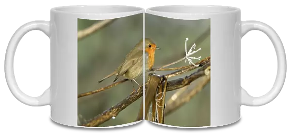 Robin - Perched on branch