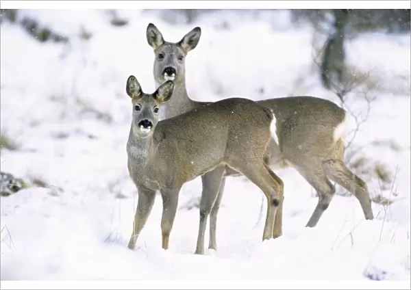 Row Deer - Two standing in snow