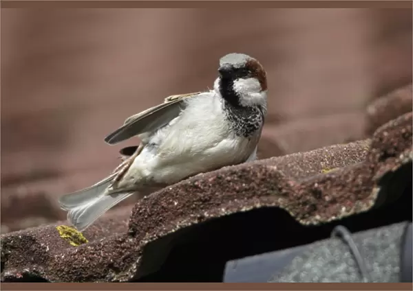 House Sparrow - Male sun-bathing on house roof Northumberland, England