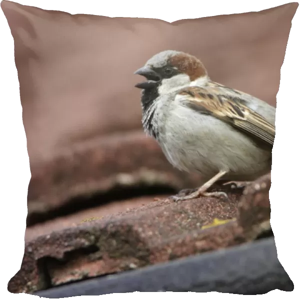 House Sparrow - Male calling from house roof Northumberland, England