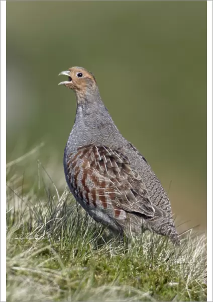 Grey Partridge - Male calling in nesting territory Northumberland, England
