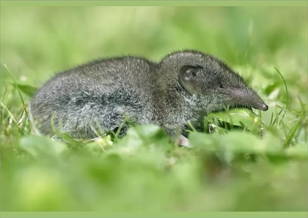 Great-White-Toothed Shrew-In garden. Lower Saxony, Germany