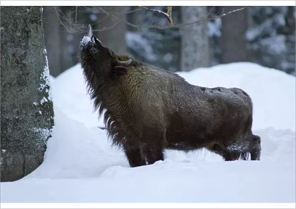 European Bison  /  Wisent - bull feeding on shoots of tree in winter Bavaria, Germany